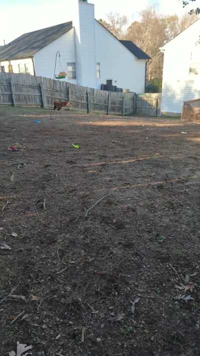 Playing fetch
