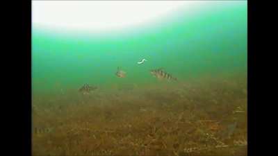 When a Jumbo Perch comes storming in. Lake Simcoe.