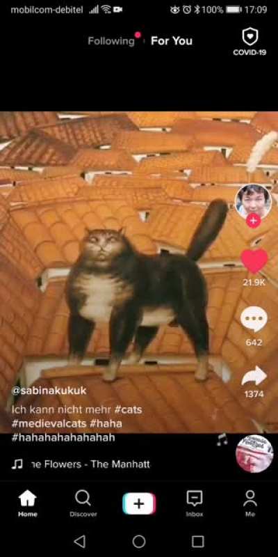 Cats in old paintings