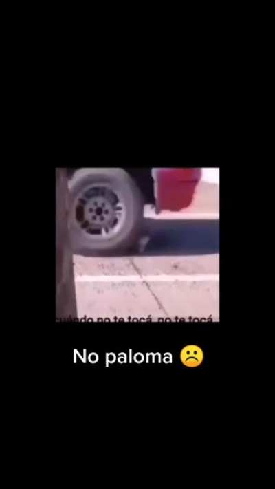 Nooo señor paloma 😫