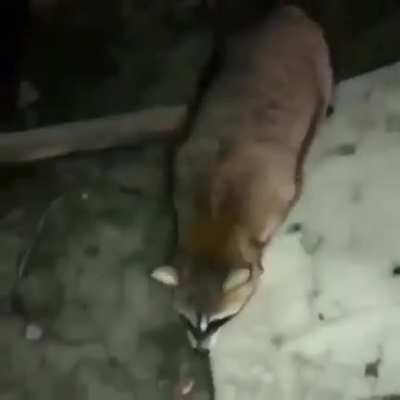 Feeding a raccoon and then ...