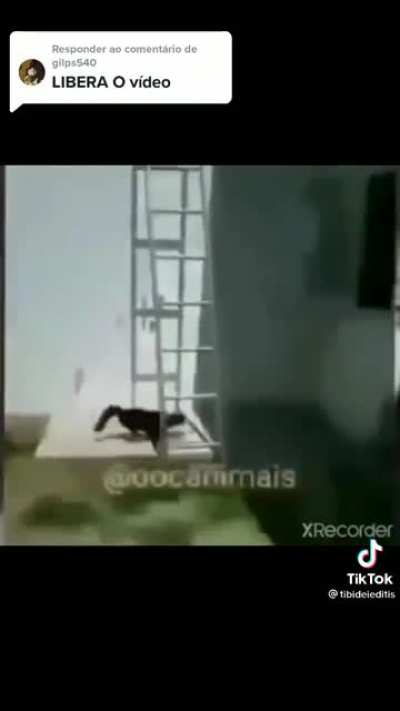 N sei oq deram pra esse gato