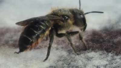While I was eating salad, a bee came, twerked for a while, and then disappeared.