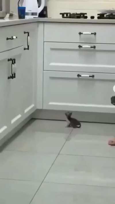 Big Dreams for a little kitty