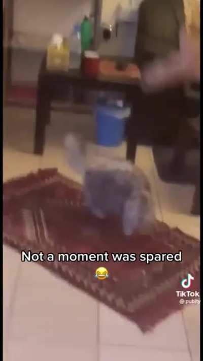 Not a moment was spared 😂 (Via @pubity on tik tok)