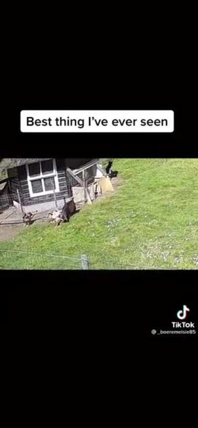 Farm animals sticking together 🥰