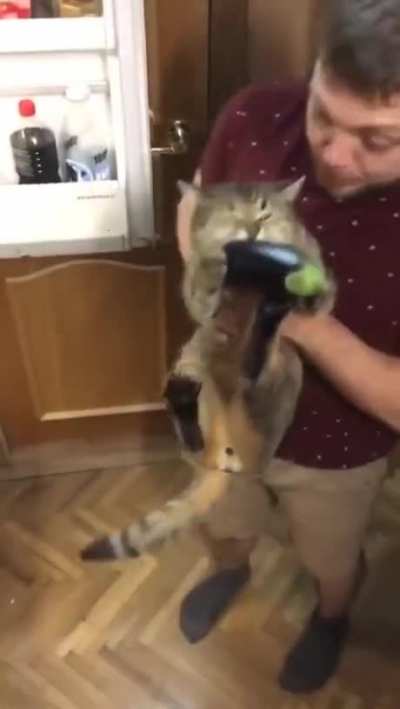 Cat loves eggplants so much he jumps right into the fridge to take one