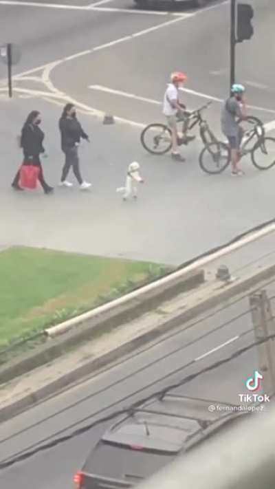 Happy doggo just taking a walk