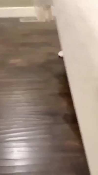 Meet Nova, the cutest sock thief 🥰