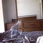 Cat realizes she has ears