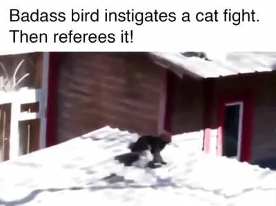 Referee