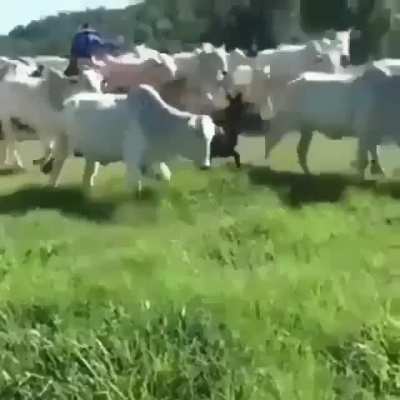 Melhor berrante não existe.