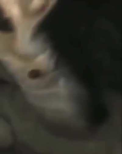 Alle grüßen die Katze