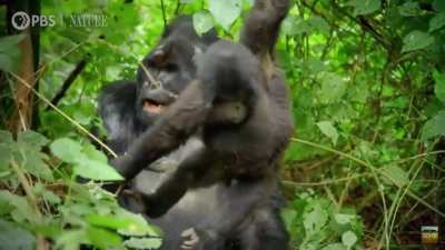 Young gorilla annoys his dad