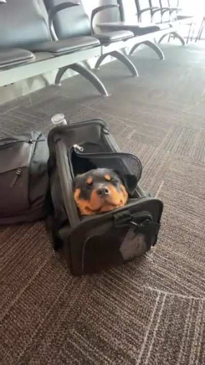 Meet my travel buddy: Miss Smooshy Face 🐶