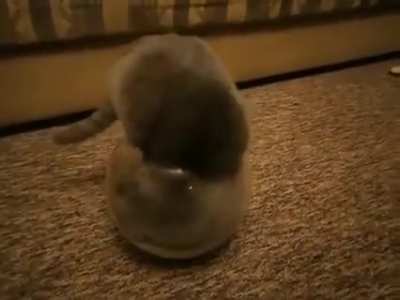 Now I'm convinced that cats are liquid !