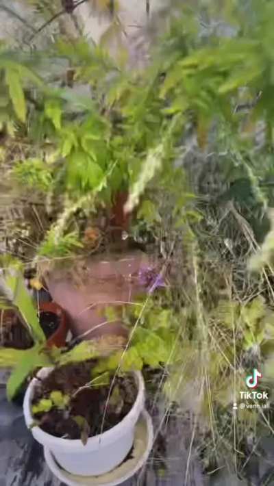 Plant tok