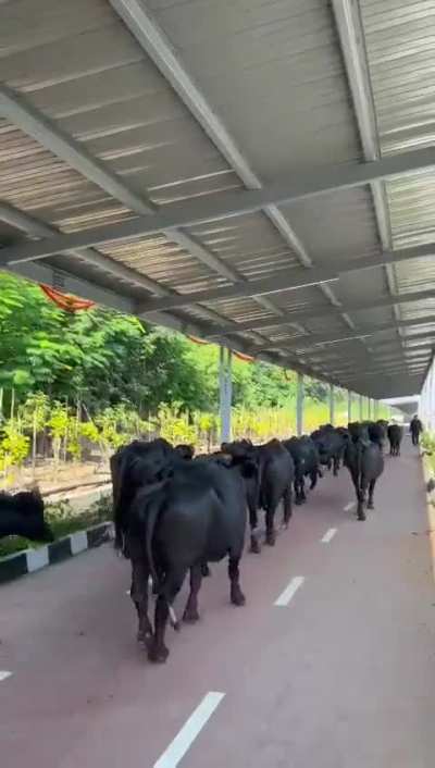 Recently opened solar roof cycle track in Kokapet, is now used by animals.