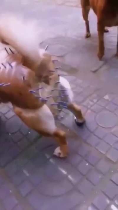 This owner goes to next level to protect its bitch 🐕