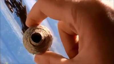Squeezing a wasp nest