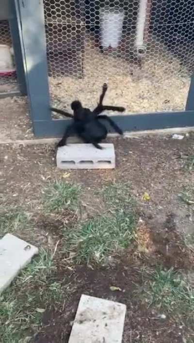Dressed my chicken as a spider and he went crazy