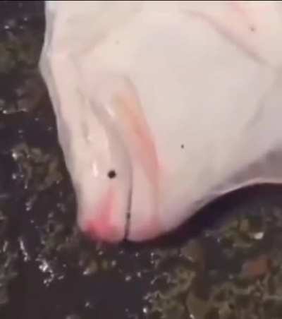 Blursed_Fish