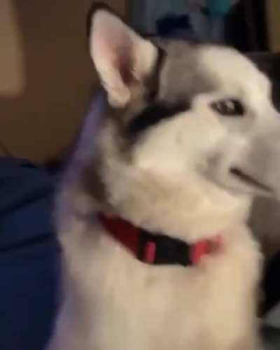 Dog feels guilty and avoids eye contact