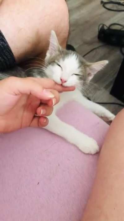 My smol son fell asleep in the middle of a bite. He is so cute