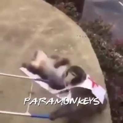 ParaMonkey jajajaja cara llorando de la risa, cara llorando de la risa.