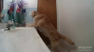 Here's how 12 year old Gusto copes with fireworks and thunderstorms. He shuts himself in the bathroom and turns on the overhead fan for white noise. Here it is, finally captured on video.