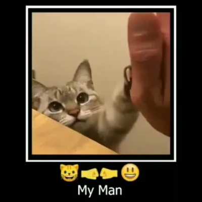 Kitty