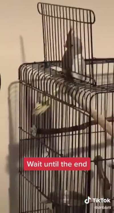 Birb had it coming