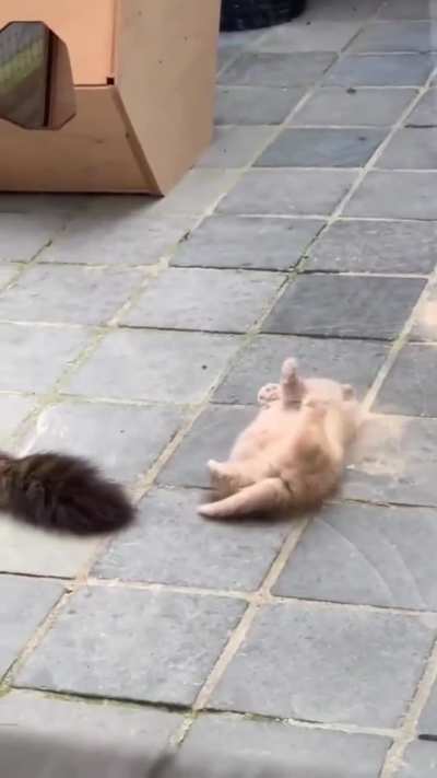 Little cat