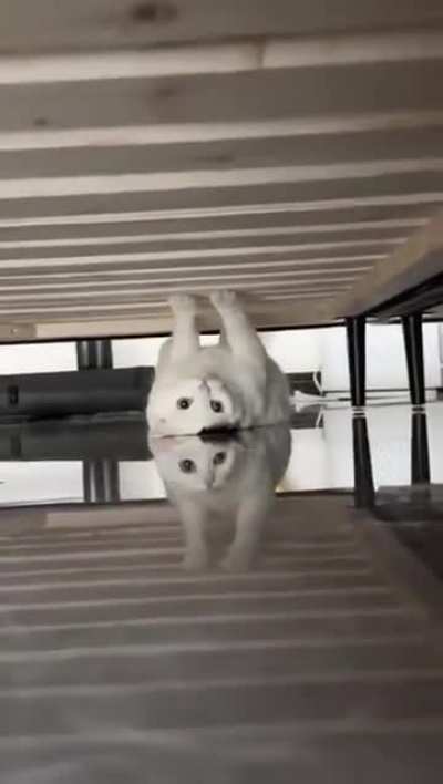 Cat stuck in a simulation