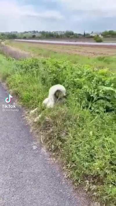 Must Investigate