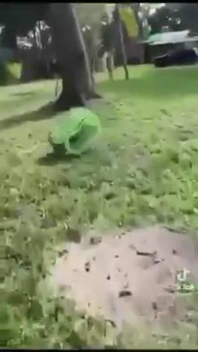 Karamarule