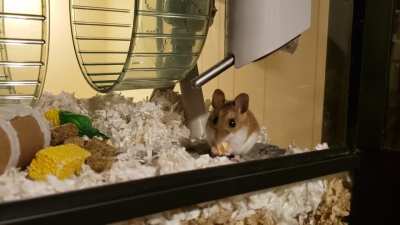 Curly does a spin