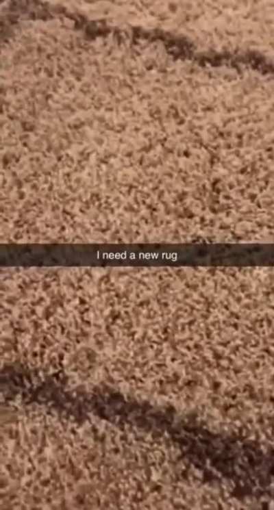 bug in the rug