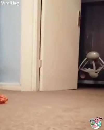 dog.exe has stopped working