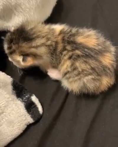 Poor kitty