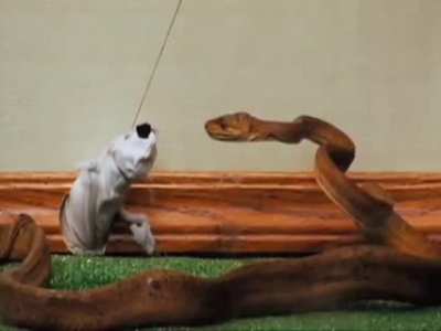 The Jackass 2 Puppet Show