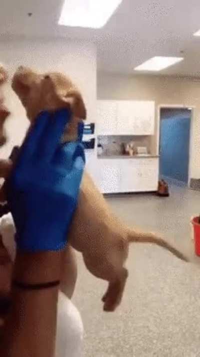 Happy doggo