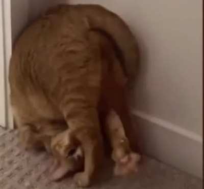 Stuck Front-flip Catculation (No worries, it ends well)