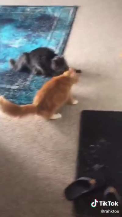 Petting another cat
