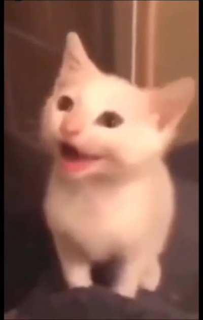 Music cate