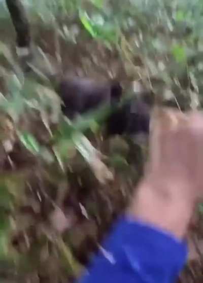 man gets attacked by a bear