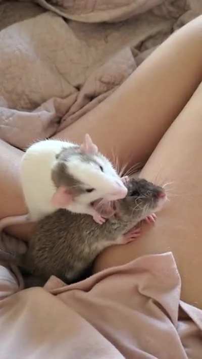 Sweet Girls
