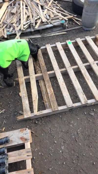 Dog drops ball where he can't get it then barks at it