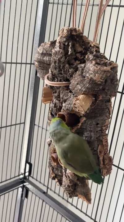 Loving their new foraging toy!