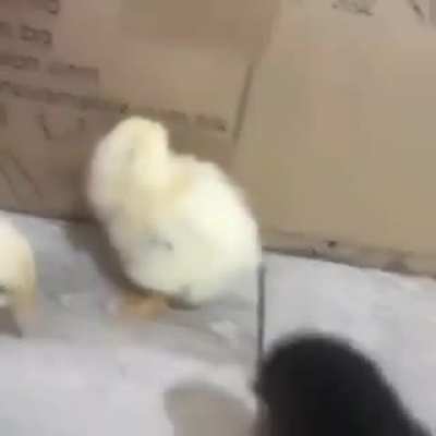 WHATS UP BRO